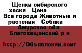 Щенки сибирского хаски › Цена ­ 12 000 - Все города Животные и растения » Собаки   . Амурская обл.,Благовещенский р-н